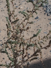 Caroxylon imbricatum