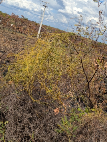 laurel dodder