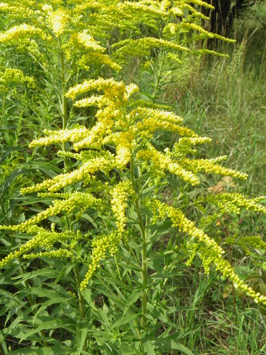 Kanadinė rykštenė