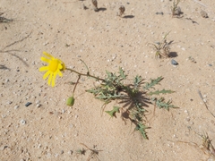 Senecio glaucus