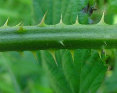 Rubus radula