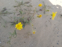 Senecio glaucus