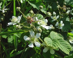 Rubus radula