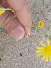 Senecio glaucus