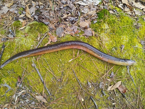 Cuchia (Monopterus cuchia) — Synbranchidae — 3
