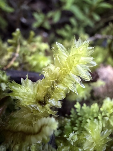 Distichophyllum observed 2026-01-29