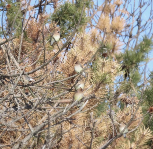 Cedar Waxwing