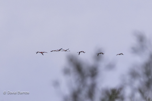 iNaturalist: (c) David Barros Cardona, some rights reserved (CC BY-NC), uploaded by David Barros Cardona iNaturalist image