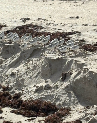 Bécasseau sanderling, jeune