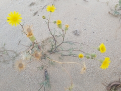 Senecio glaucus