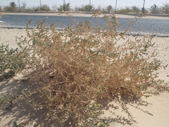 Caroxylon imbricatum