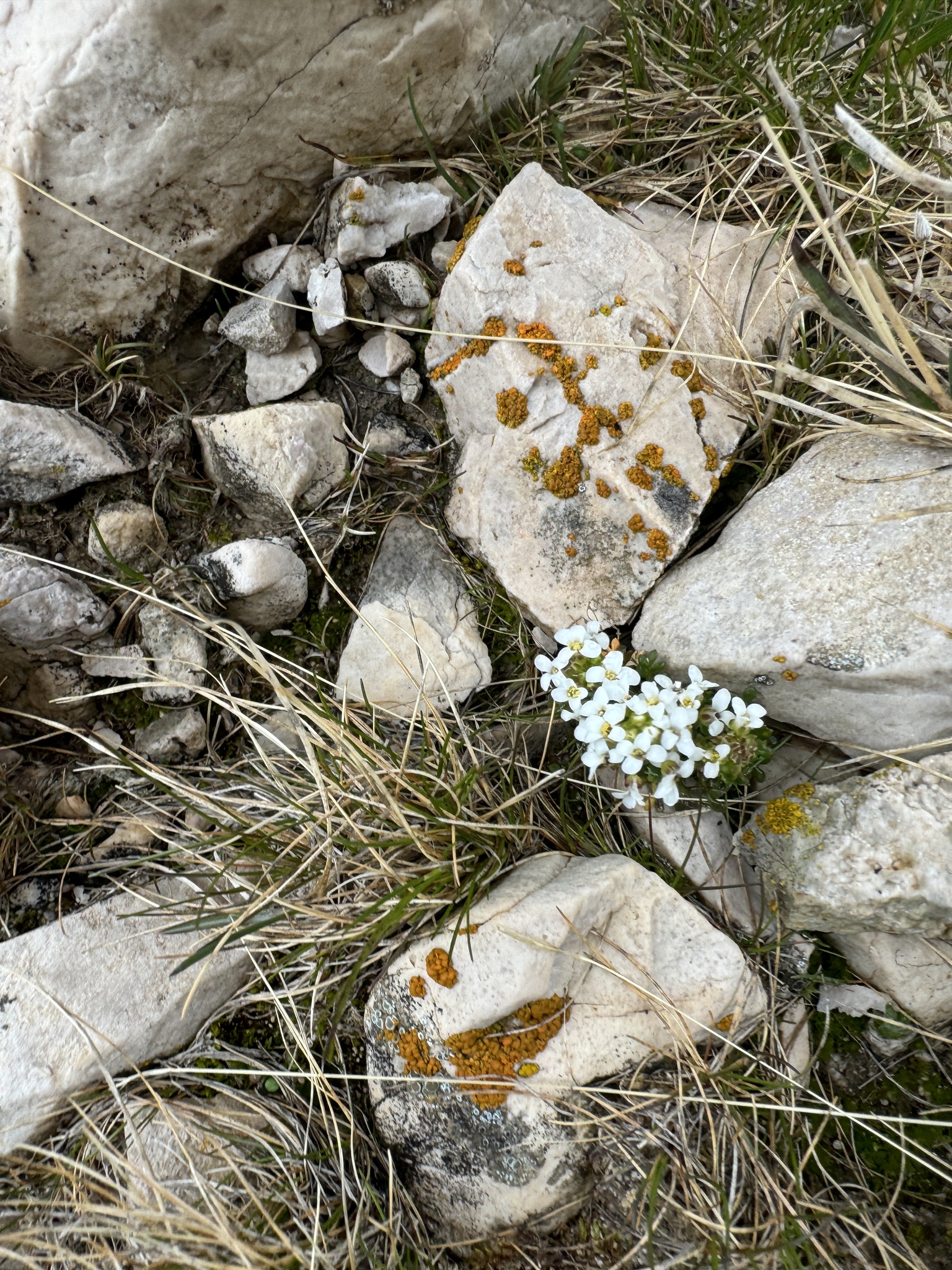 Chamois Cress (Hornungia alpina)