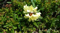 Rhododendron aureum