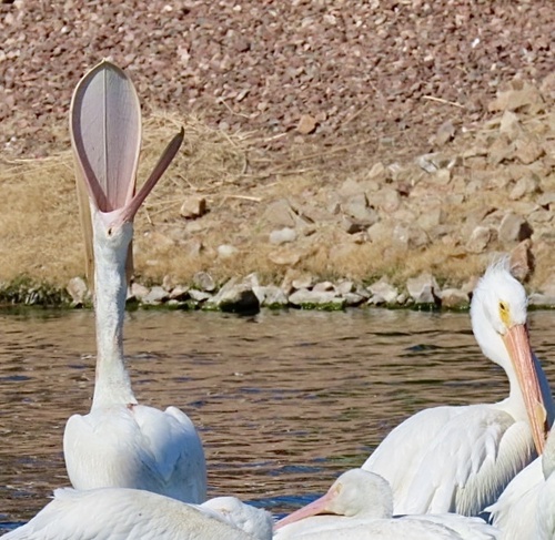 American White Pelican photographed in California