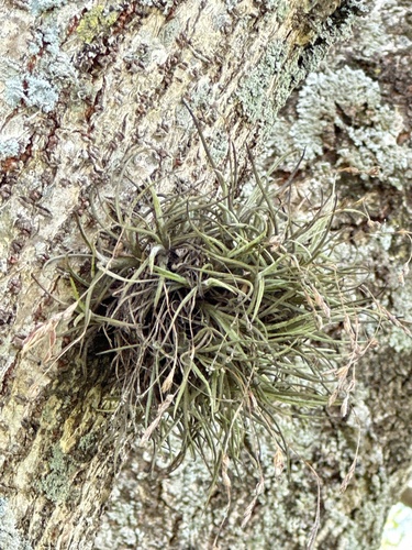Tillandsia bandensis, photograph 4
