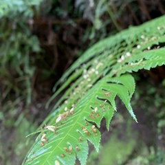 Woodwardia prolifera