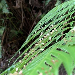 Woodwardia prolifera