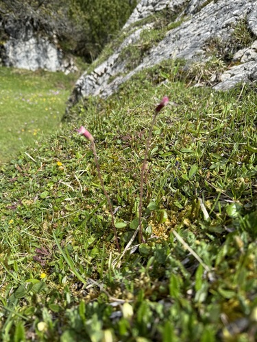 Alpine coltsfoot (Homogyne alpina)