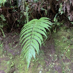 Woodwardia prolifera