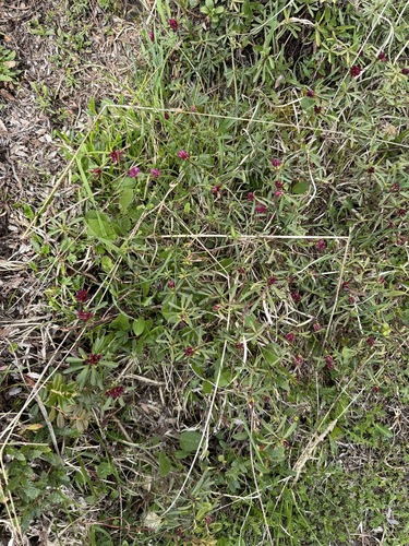 Striated Mezereon (Daphne striata)