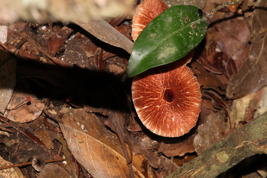 Rugosospora pseudorubiginosa · January 2026 · photo: © sheylarossi (iNaturalist, cc-by-sa)