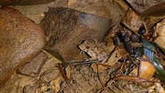 Fejervarya limnocharis