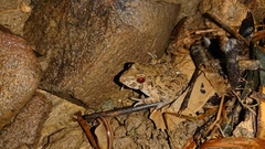 Fejervarya limnocharis