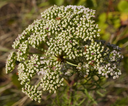annual cicely (Seseli annuum)
