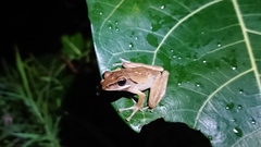 Polypedates leucomystax