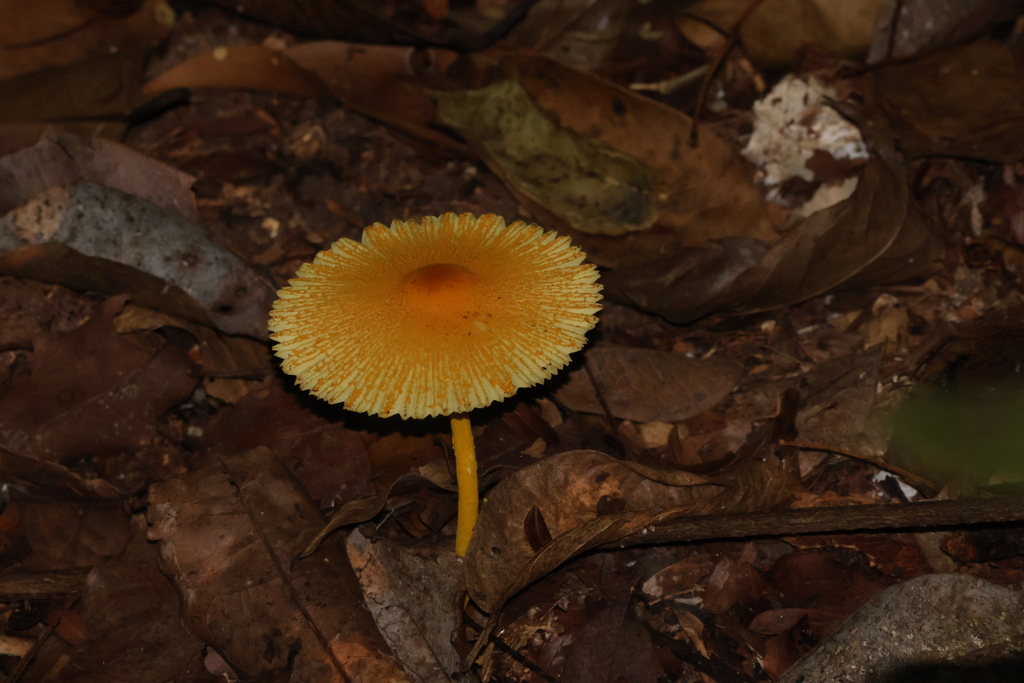 Leucocoprinus brunneoluteus · January 2026 · photo: © sheylarossi (iNaturalist, cc-by-sa)