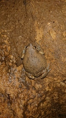 Kaloula baleata