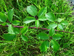 Rubus radula