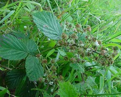 Rubus radula