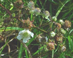 Rubus radula