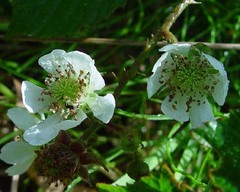 Rubus radula