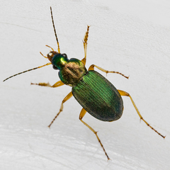 Chlaenius nitidulus
