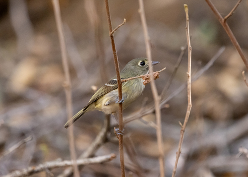 Hutton's Vireo (Vireo huttoni), photo 3