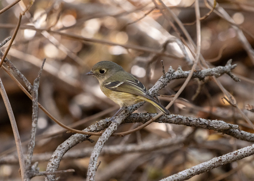 Hutton's Vireo (Vireo huttoni), photo 2