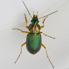 Chlaenius nitidulus