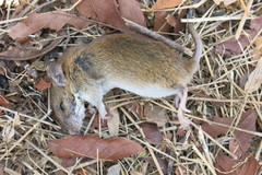 Rattus exulans