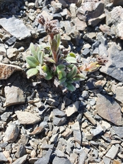 Myosotis traversii cantabrica