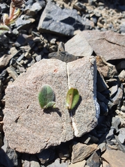 Myosotis traversii cantabrica