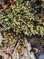 Kelleria