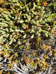 Kelleria