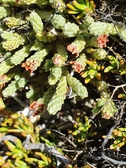 Kelleria