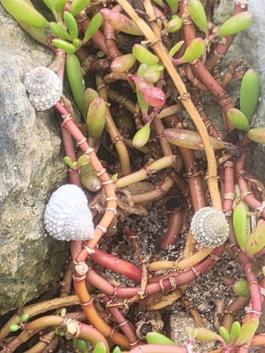 Cenchritis muricatus