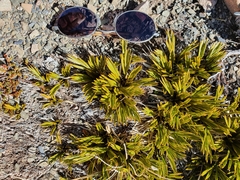 Aciphylla monroi