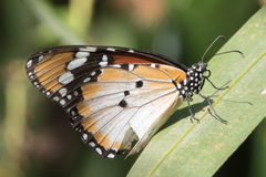 Danaus chrysippus alcippus