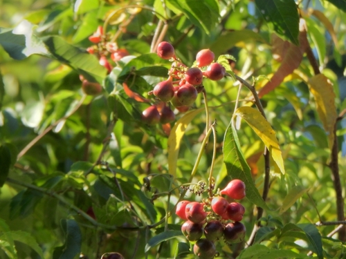 Paullinia elegans (Paullinia elegans)