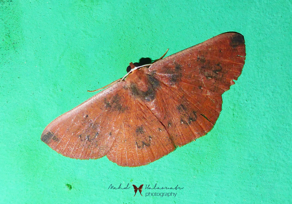 Eurychoria albicosta